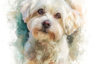 draw watercolor pet portrait