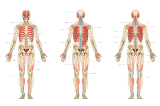 draw detailed medical illustrations