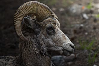 professionally edit wildlife photos in lightroom