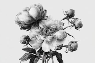draw botanical illustration of flower illustration