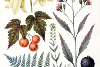 draw fineline botanical delicate flowers