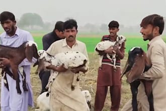 wish happy birthday video