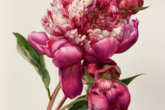 create beautiful botanical illustrations and plant art