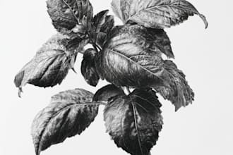 draw detailed botanical and plant illustrations