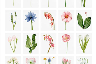 hand draw digital watercolor illustration and clip art