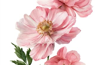 draw  a botanical illustration