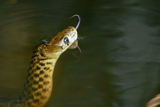 write beautify SEO content for reptile and animal websites