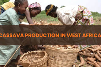 cassava production in west africa cassava writing