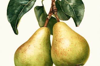 illustrate best botanical illustration