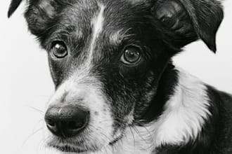 draw pencil pet portrait, dog portrait, cat portrait sketch