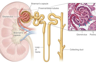 draw medical illustrations and diagrams