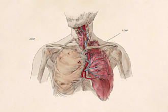 create accurate medical anatomy illustrations for books, websites, and education