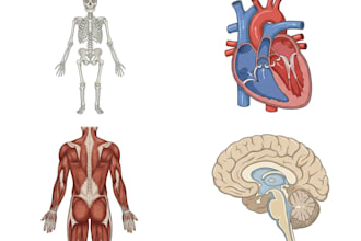 create medical illustration and diagram art