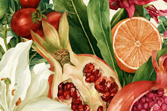 design vector botanical illustrations of flowers