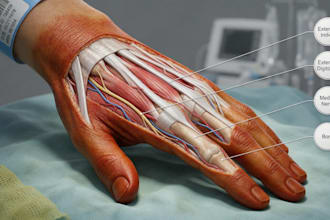 do realistic medical illustration