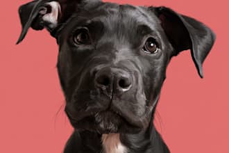 draw custom cartoon pet portraits of dogs cats or any pets