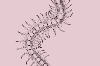 create modern insect tatoo design