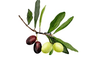 illustrate fruit, plant, or anything in digital watercolor