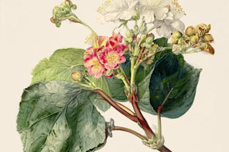 draw an animal and botanical illustration