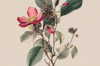 create botanical illustrations of flowers, plants, line art