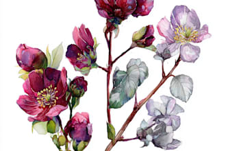 draw realistic botanical watercolor illustration