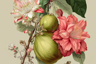 draw botanical illustration of plant illustration