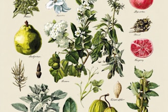paint botanical illustration of plants, fruits, flowers, vegetables, herbs