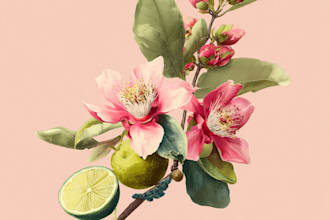 do botanical and animal designs and patterns for you