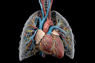 draw anatomy images and medical illustrations professionally