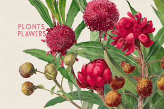 draw botanical illustration art for you