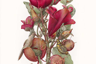 draw botanical illustration of plants and flowers