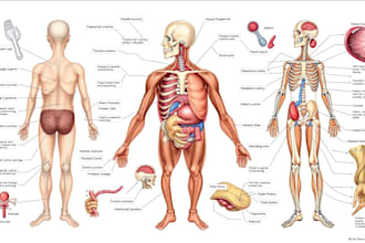 create anatomy, medical, and scientific illustrations