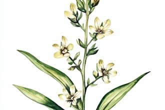 do realistic botanical illustration
