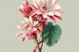illustrate best botanical illustration