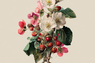 illustrate best botanical illustration
