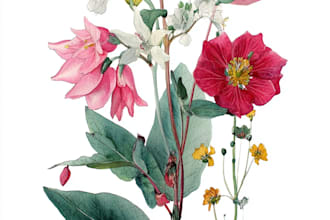 create a botanical illustration in the traditional art