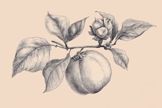 design botanical food illustrations for cook books