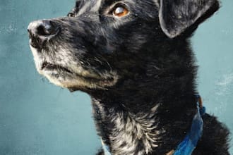 make a minimalist pet portrait  art