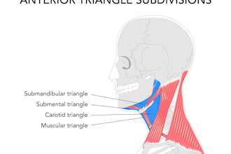do 3d medical illustration