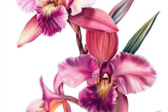 draw botanical illustrations of flowers, plants, line art