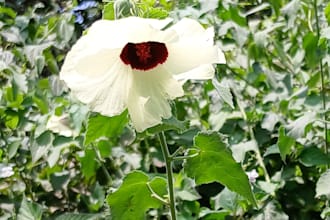 plant identification and carbon stock analysis
