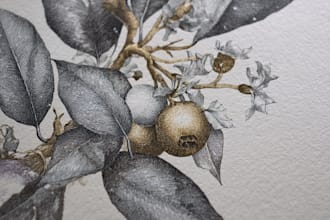 illustrate best botanical illustration