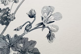 do a botanical illustration