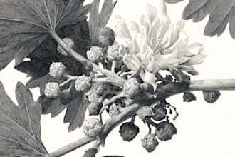 do a botanical illustration