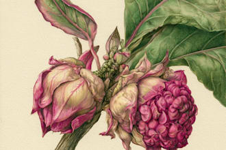 draw a botanical illustration