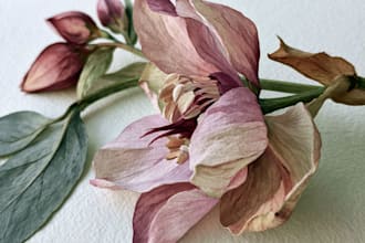 illustrate best botanical illustration