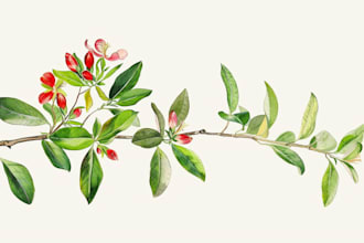 draw botanical illustration art for you