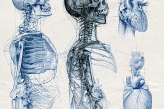 draw anatomy and medical vector illustration