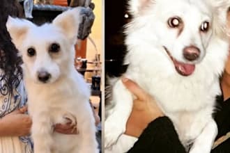 create a realistic custom dog replica from your photo