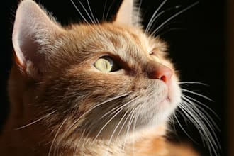 paint stunning pet portrait